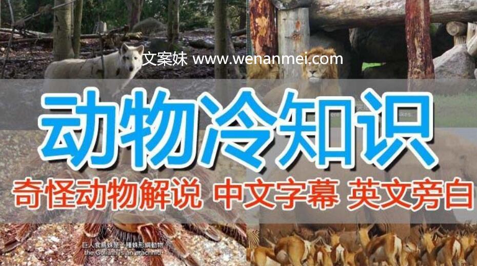 【视频课程】国外纪录片解说教程（动物解说、美食、动画片）稳过中视频